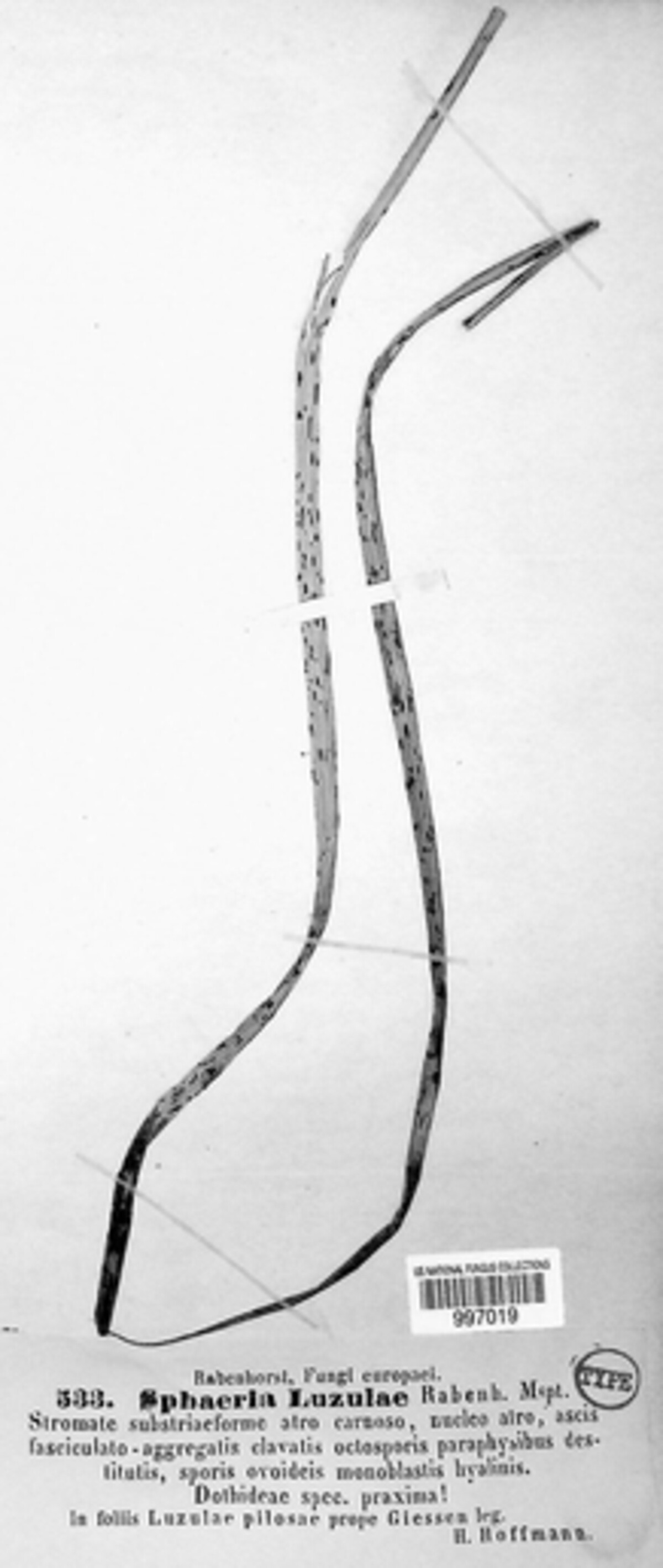 Phyllachora luzulae image